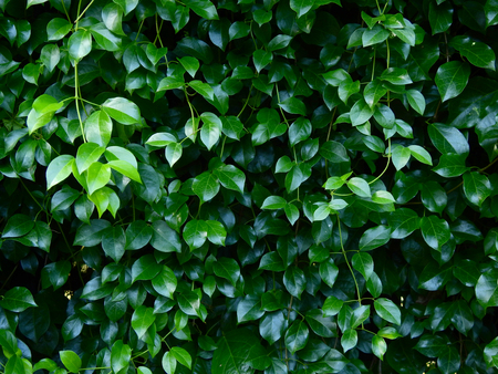 green ivy plant of bush wallの写真素材