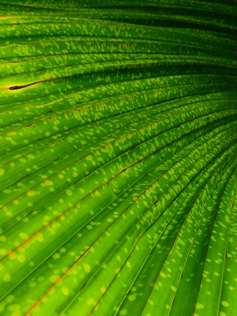 green palm leaf with line textureの写真素材