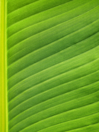 green banana leaf textureの写真素材
