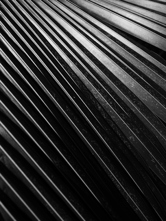 black and white coconut leaf with light and shadowの写真素材