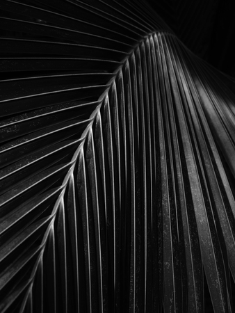 black and white coconut leaf with light and shadowの写真素材
