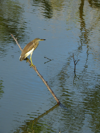 Chinese Pond Heron (Ardeola bacchus) bird stand on the branch in water with reflection of treesの写真素材