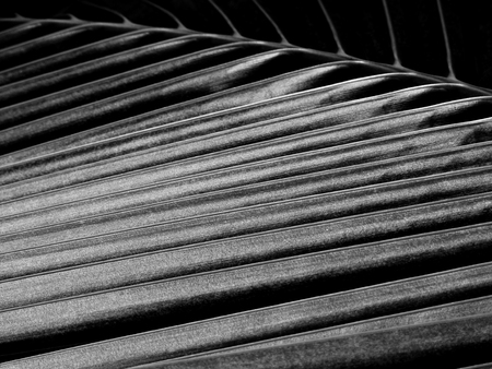 black and white coconut leaf with light and shadowの写真素材