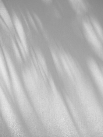 shadow leaves on white wall backgroundの写真素材