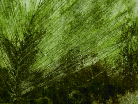 green moss on concrete wall textureの写真素材