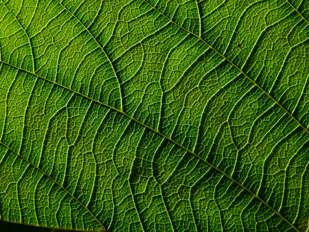 green leaf textureの写真素材