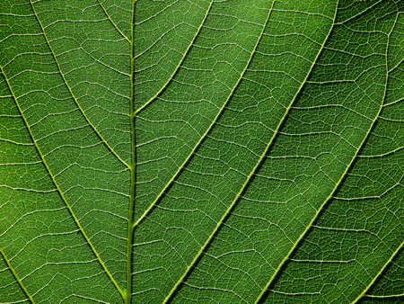 detail of green leaves texture macro styleの写真素材