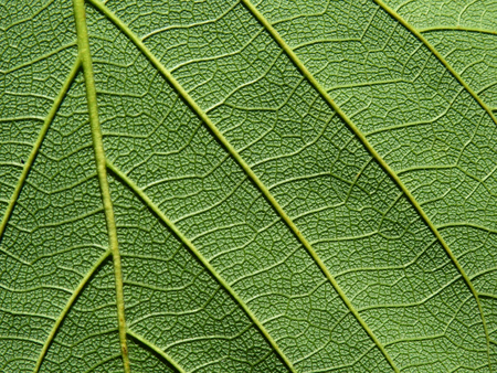 detail of green leaves texture macro styleの写真素材