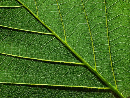 green leaf textureの写真素材