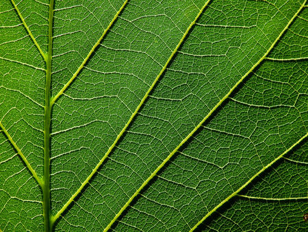 green leaf textureの写真素材
