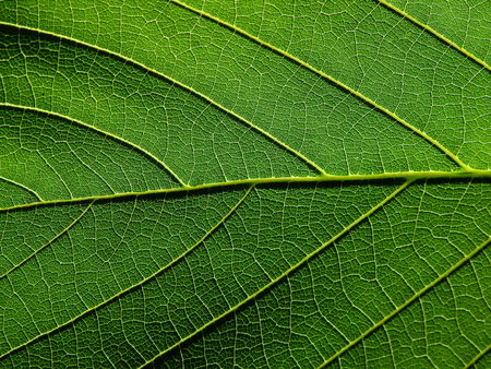 detail of green leaves texture macro styleの写真素材