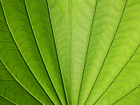 green leaves of orchid tree (Bauhinia purpurea)の写真素材