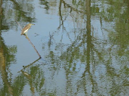 Chinese Pond Heron (Ardeola bacchus) bird stand on the branch in water with reflection of treesの写真素材
