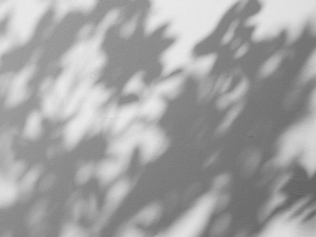 shadow of leaves on white wall backgroundの写真素材