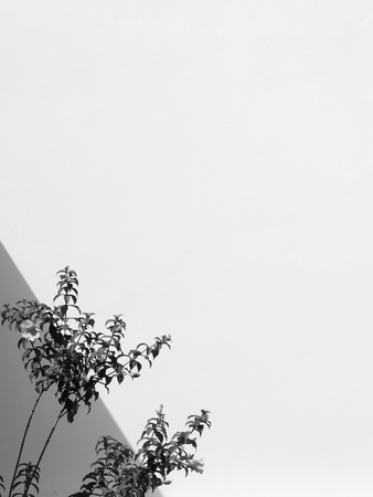 tree on white wall with shadow backgroundの写真素材