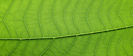 green leaves of orchid tree (Bauhinia purpurea)の写真素材