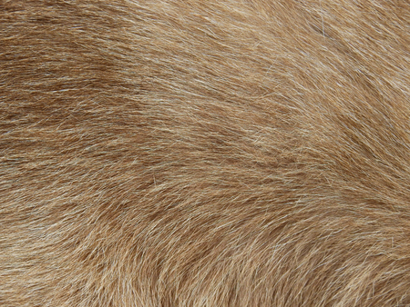 brown hair of cat textureの写真素材