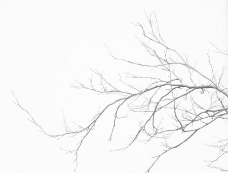 dry branch tree on white wall backgroundの写真素材