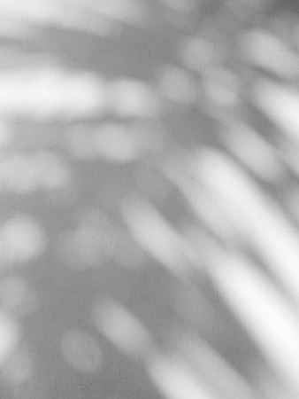 shadow of palm leaves on white backgroundの写真素材