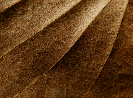 dry brown leaf textureの写真素材