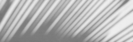 abstract shadow of palm leaves on white concrete wallの写真素材