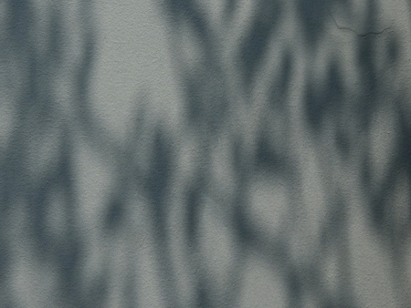 shadow leaves on gray wall bckgroundの写真素材