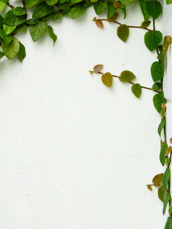 green ivy leaf (Ficus pumila) on white wallの写真素材