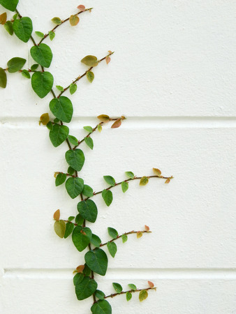 green ivy leaf (Ficus pumila) on white wallの写真素材