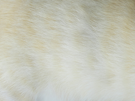 white hair of cat textureの写真素材