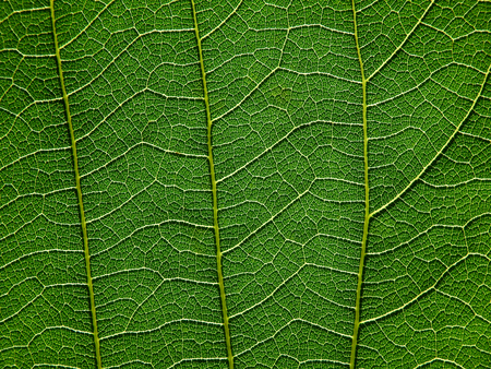 green leaf textureの写真素材