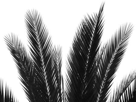beautiful palms leaf on white backgroundの写真素材