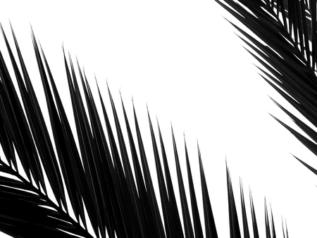 beautiful palms leaf on white backgroundの写真素材
