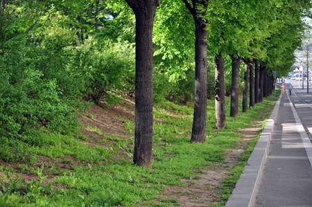 Trees along the roadの写真素材