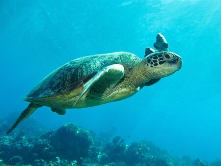 A green sea turtle with a damaged fin. の写真素材