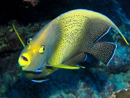 A semicircular angelfish coming in for a close look.の写真素材