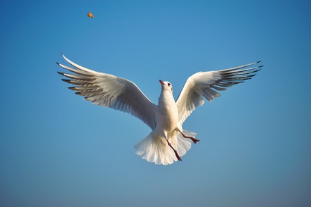 Bird trying to grab the foodの写真素材