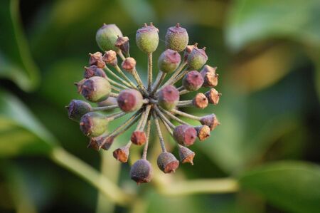 seed podの写真素材