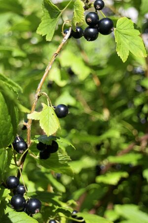 branch currantの写真素材