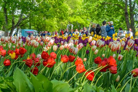 SAINT PETERSBURG, RUSSIA - MAY, 2016: Central Park on Elagin island in Saint-Petersburg. People came to the festival of tulipsのeditorial素材