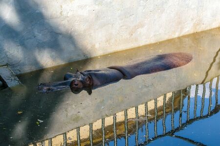 RUSSIA, KALININGRAD - August, 2016: Kaliningrad Zoo. Hippo floats in the waterのeditorial素材
