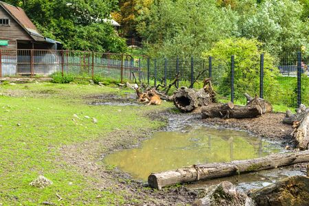 RUSSIA, KALININGRAD - August, 2016: Kaliningrad Zoo. Deer in the paddockのeditorial素材