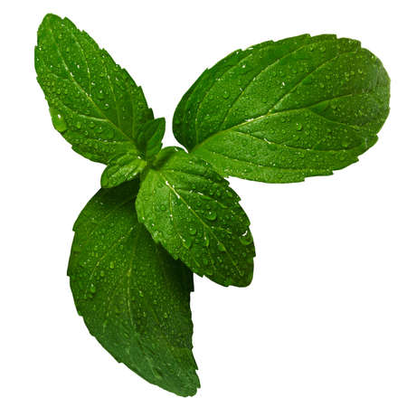 Mint leaves with water droplets isolated on a white background.