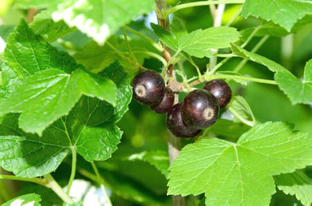 Berries of black currant on a bush. Vitamins in nature.の写真素材