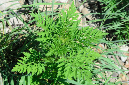 Ambrosia is a source of allergies. Flowering ragweed growing in meadows and along country roads.の写真素材