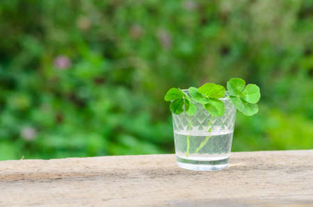A bouquet of four-leaf clover leaves in a glass on a wooden surface against the background of a...
