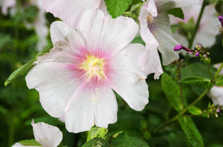 Gorgeous pink mallow flowers with dewdrops close-up. Selective focus.