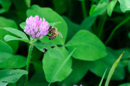 A bee pollinating a clover flower. The collection of honey. Selective focus.の写真素材