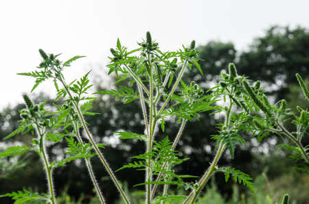 Fluffy ragweed with allergy-causing buds. Selective focus.の写真素材