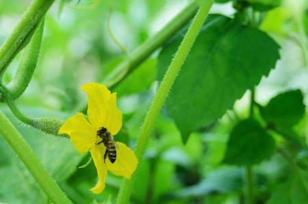 A bee pollinates a cucumber flower growing in a greenhouse. Selective focus.の写真素材