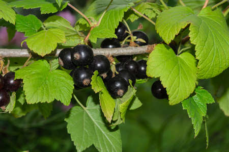 Black currant branch with berries and leaves. Selective focus.の写真素材